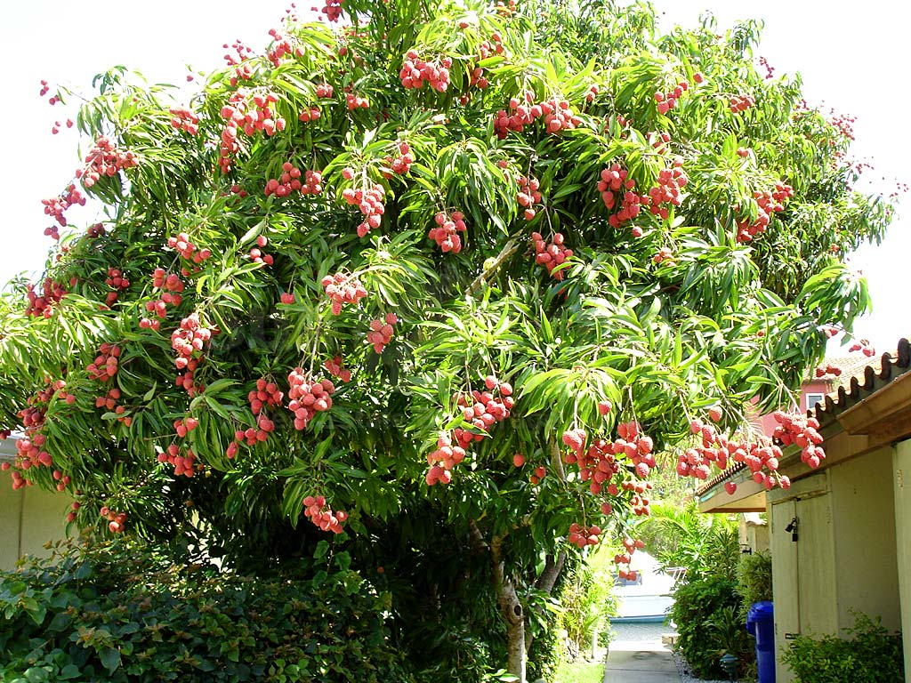 Granada Homes Raspberry Bush
